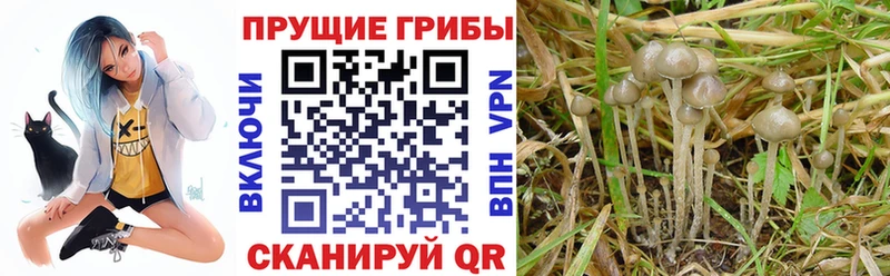 Галлюциногенные грибы MAGIC MUSHROOMS  Дрезна 